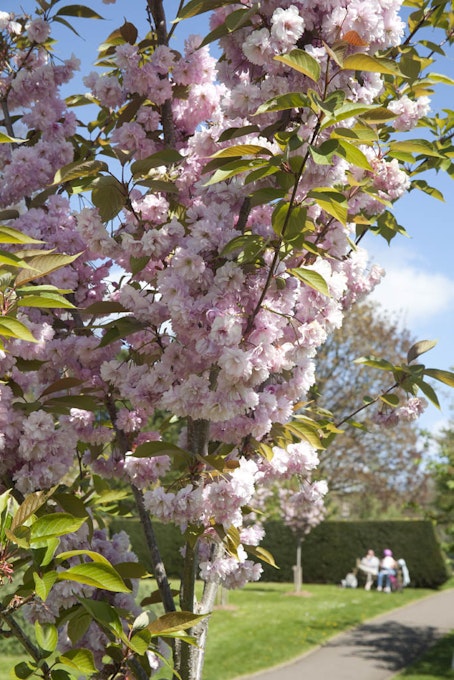 Preview photo of Alice's Arboretum