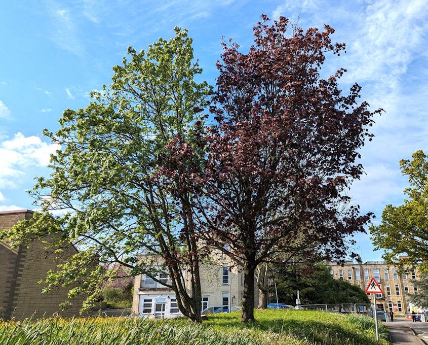 Preview photo of Combe Park Canopy